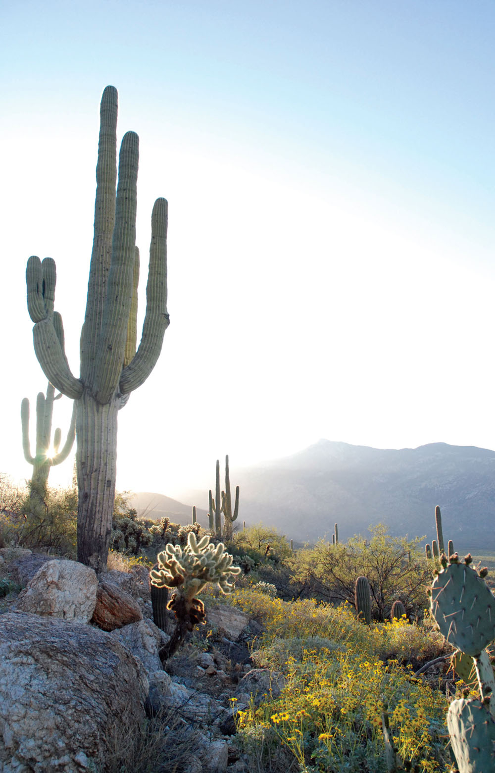 Your Complete Guide to the Arizona National Scenic Trail 1st EDITION 2014 - photo 4