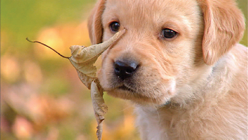 Labrador Retrievers are hunting dogs that love nothing more than to romp in the - photo 8