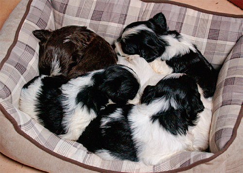 Lulus five puppies are adorably adorned with black-and-white spots just like - photo 14