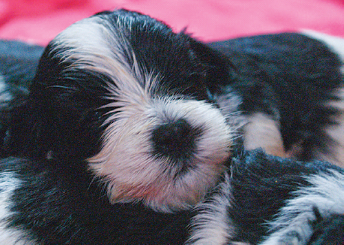 Just as royalty should the Havanese puppies are enjoying their early days of - photo 15