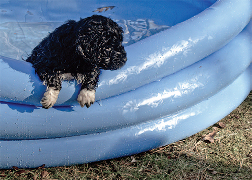 Portuguese Water Dogs are strong swimmers with waterproof coats Domino with - photo 16
