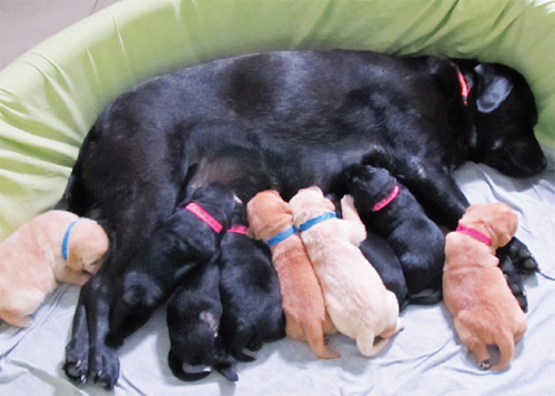 Mamie a Labrador Retriever has been awaiting the arrival of her nine puppies - photo 4