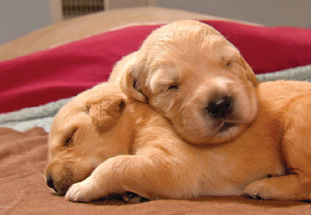 There is nothing sweeter than a pile of sleeping Labrador puppies Labrador - photo 7