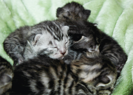 The four RagaMuffin kittens have not even opened their eyes yet but the - photo 6