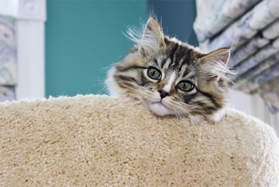 Fluffy cuddly RagaMuffins are descended from Ragdoll Persian Burmese and - photo 9