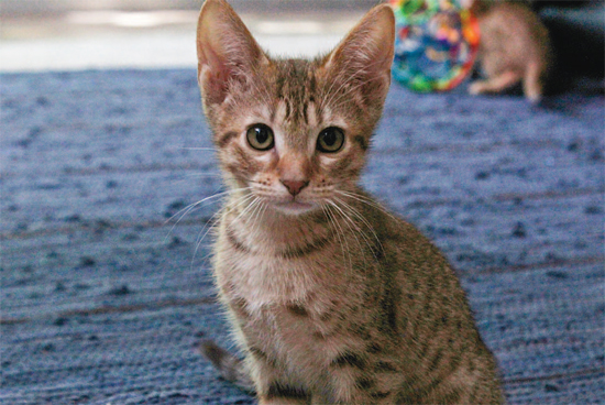 Although Ocicats look like miniature jungle cats they especially resemble the - photo 10