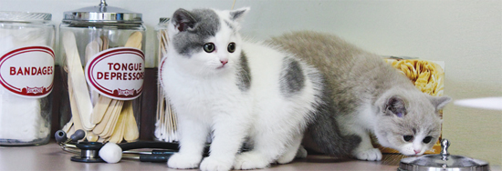 One of these classy British Shorthair kittens will grow up to assist its mom - photo 13