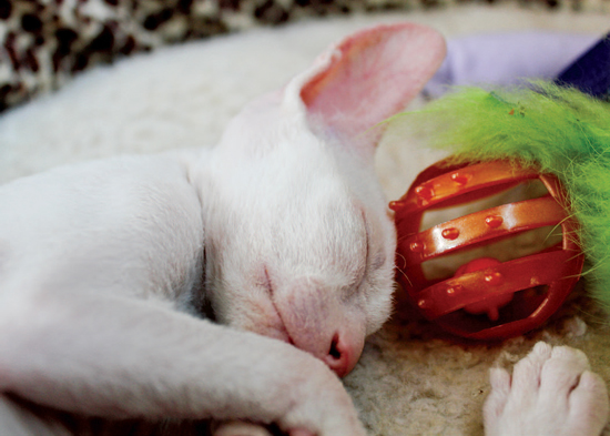 The Cornish Rex were bred from a mutation found in Cornwall England in the - photo 15