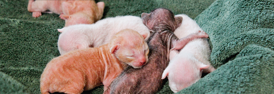 These five Cornish Rex kittens are only four days old but wont get much - photo 16