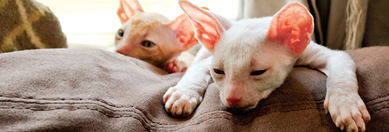 Cornish Rex are named after the Astrex rabbit which has a similar short wavy - photo 18