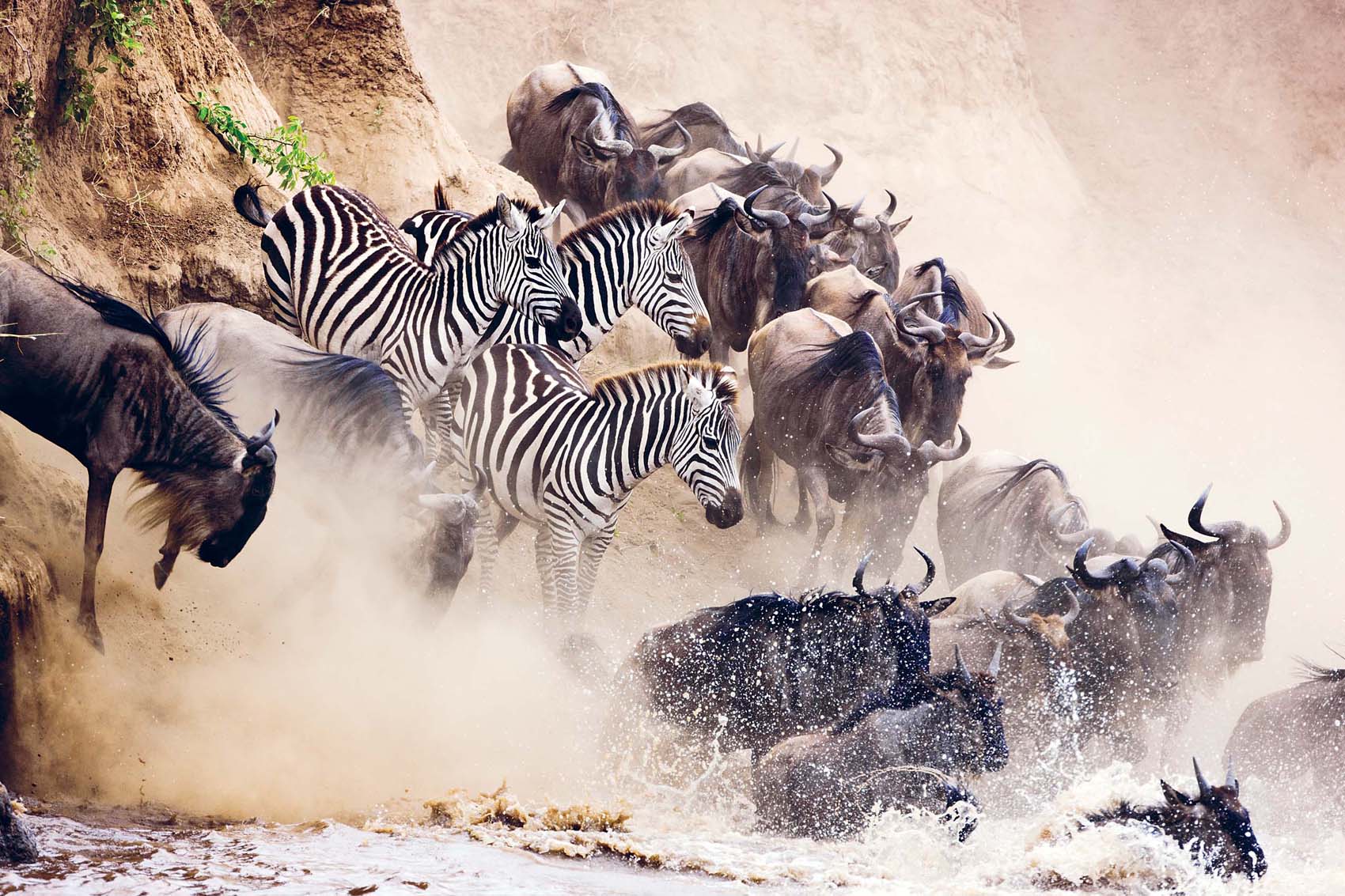 Wildebeest and zebras crossing the Mara River MARTIN HARVEYGETTY Elephants - photo 5
