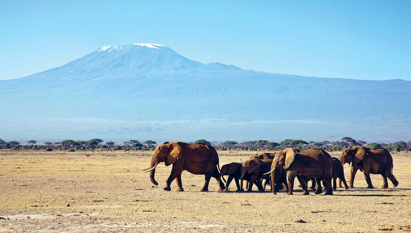 Elephants in front of Mt Kilimanjaro Amboseli National Park SEAN - photo 6