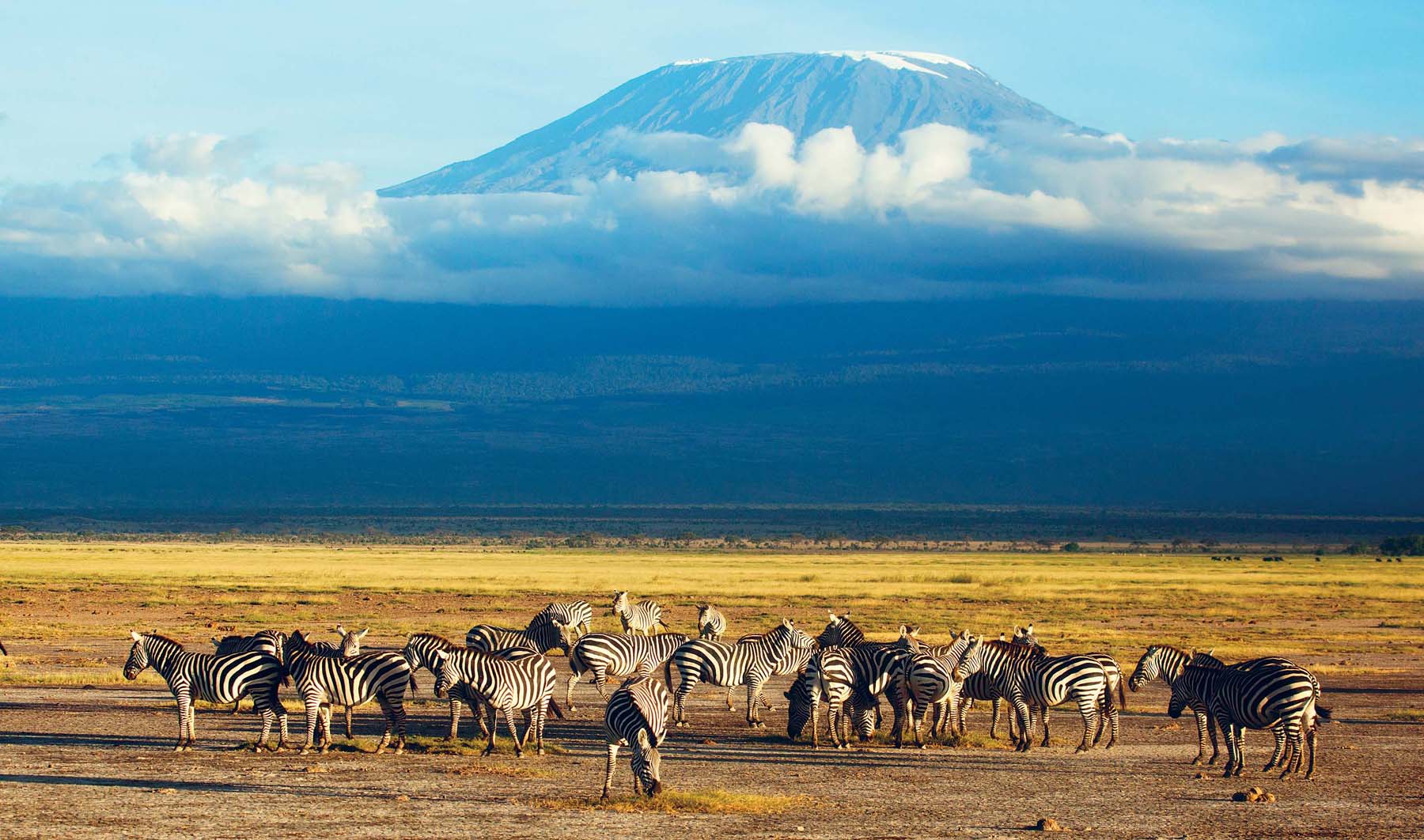 Zebras and Mt Kilimanjaro Amboseli National Park DAN HERRICKLONELY PLANET - photo 3