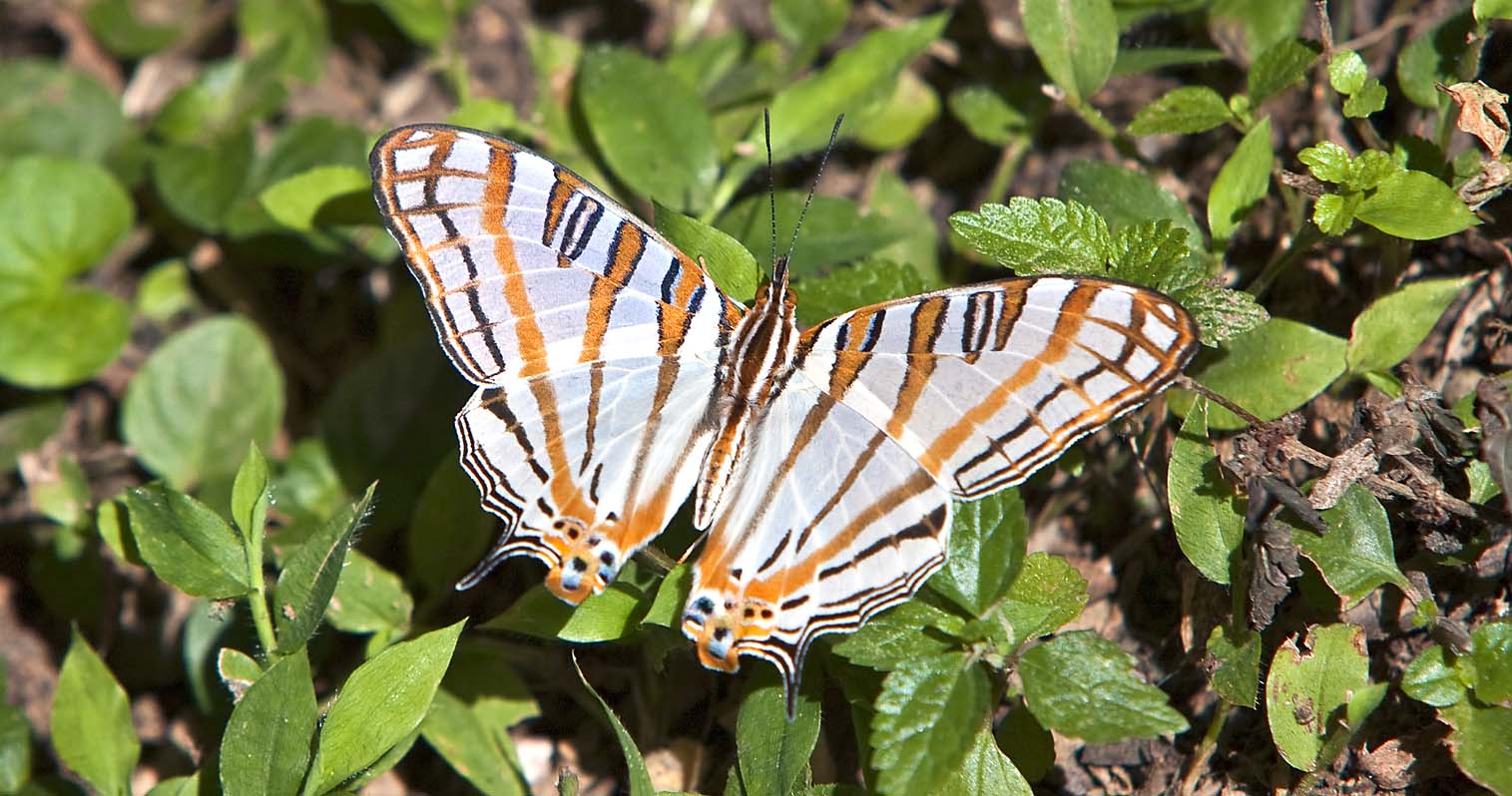 African map butterfly Kakamega Forest NIGEL PAVITTJAICORBIS Dhow to Takwa - photo 9