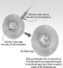 Formation of a zygote Tests and Checkups The missed periods are the first - photo 8