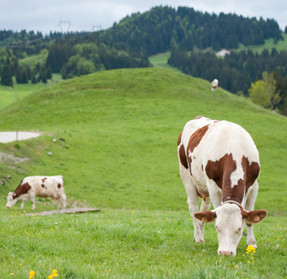 Grazing cows at Les Hautes-Combes Parc Rgional Naturel du Haut-Jura - photo 4