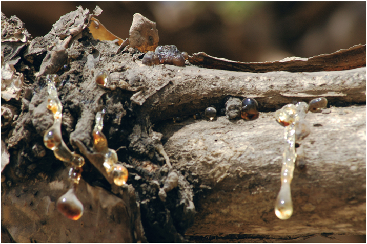 PLATE 2 Frankincense gum oozing from a tree trunk in the nejd of southern - photo 5