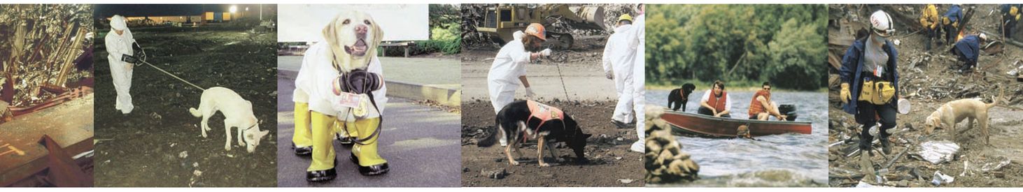 There are two levels of FEMA certification for search and rescue caninehandler - photo 7