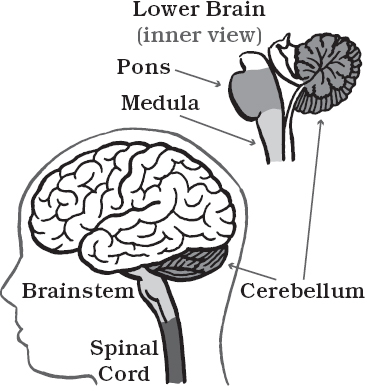 The second part the so-called mammal brain sits deep inside the skull just - photo 6