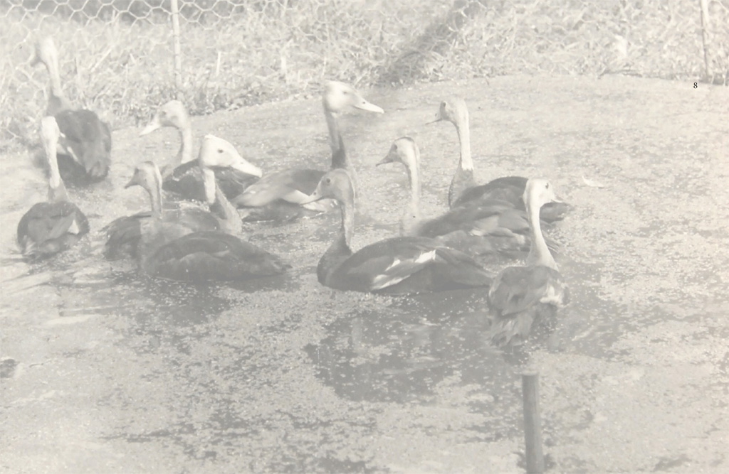 A flock of ten Pink-headed Ducks at Foxwarren Park Surrey England in 1929 - photo 4