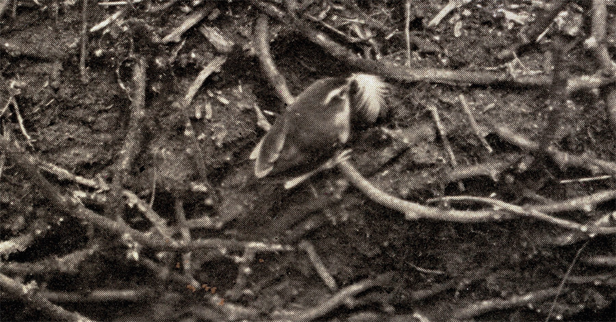 A flock of ten Pink-headed Ducks at Foxwarren Park Surrey England in 1929 - photo 3