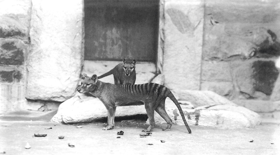 Extinct or not The Thylacine is probably extinct but rumours persist that - photo 5