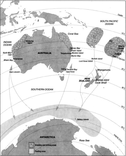 Migration routes of the humpback whales of Australia T he story of the - photo 5