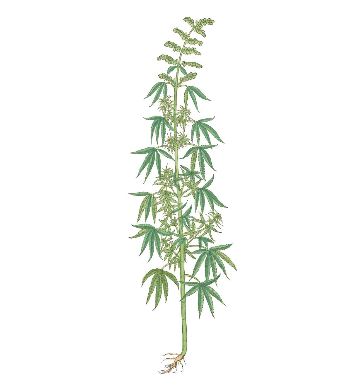 Illustration of a cannabis plant from De historia stirpivm commentarii insignes - photo 4