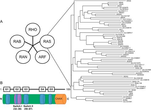 Figure 11 This superfamily is divided into subfamilies While there are - photo 4