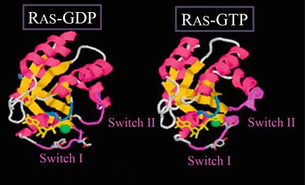 Figure 12 Comparison of the GTP-bound form and the GDP-bound form of Ras - photo 5