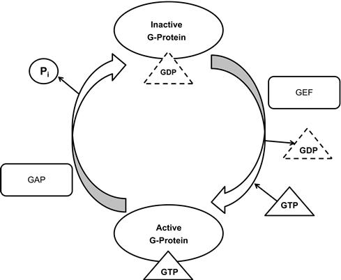 Figure 13 Schematic model of the molecular switch mechanism of Ras superfamily - photo 6