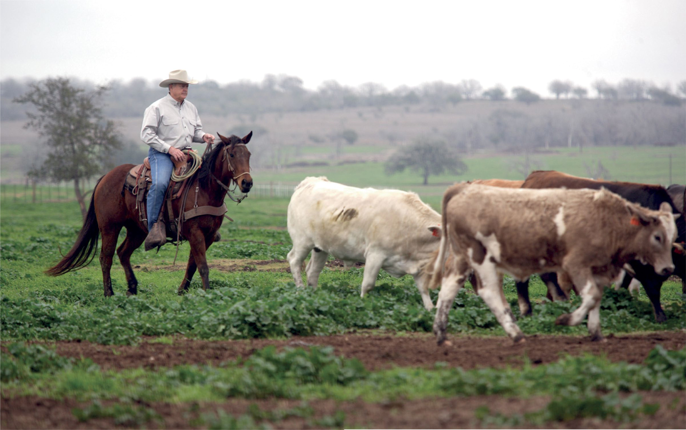 RUTH Ever since Ive known him hes had a passion for the cattle industry He - photo 7