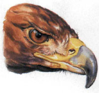 The Golden Eagle has larger nostrils as they dont need to keep out water EYES - photo 4
