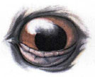 Lower eyelid Upper eyelid Nictitating membrane The eyesight of birds of - photo 5