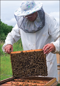 What Type of Hive Should I Build Most beekeepers would agree that the best - photo 12