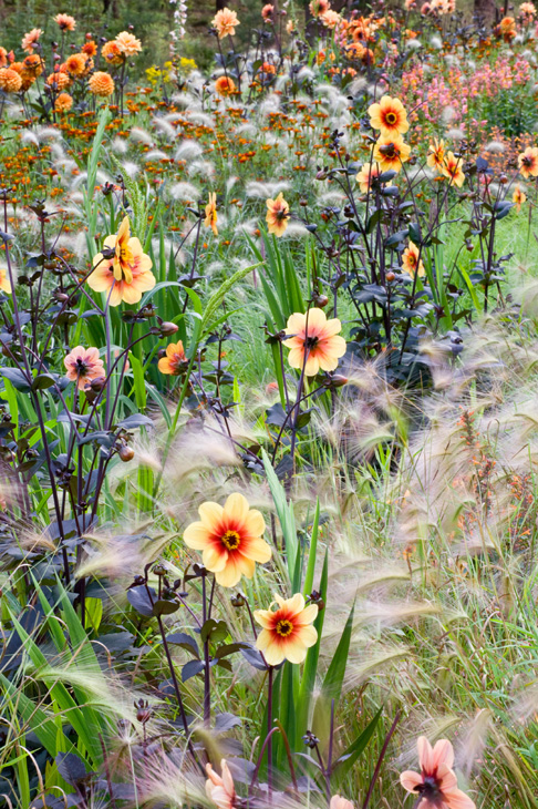 Dark-leaved Dahlia Moonfire planted among airy puffs of self-sowing foxtail - photo 3