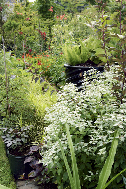 Mountain mint Pycnanthemum muticum spreads to help fill an extravagantly - photo 4