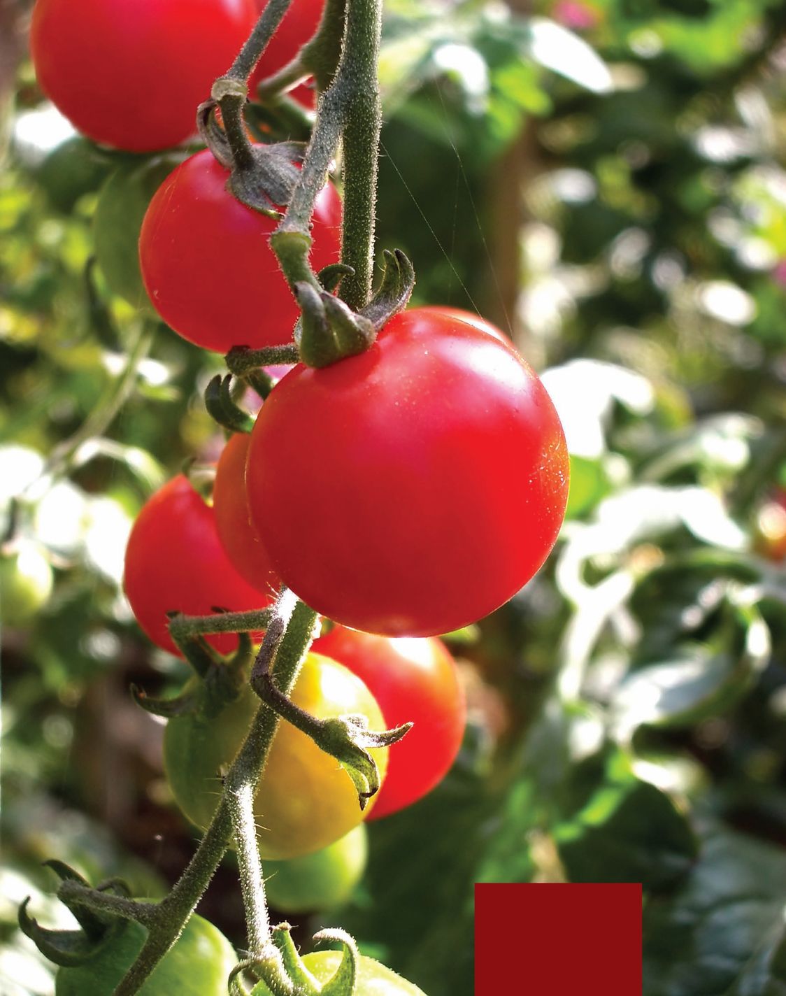 Tomatoes are easily grown in most American cities Even as urban agriculture - photo 6