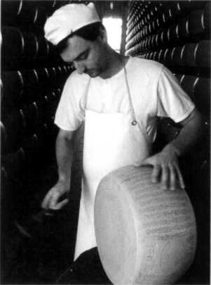 Making Cheese heese is made of curd a semisolid substance that forms when - photo 24