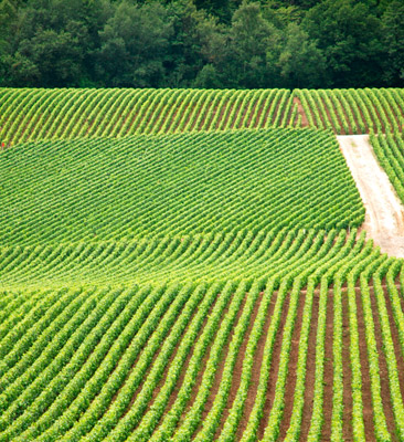 Vineyards in the Parc Naturel Rgional de la Montagne de Reims World War I - photo 5