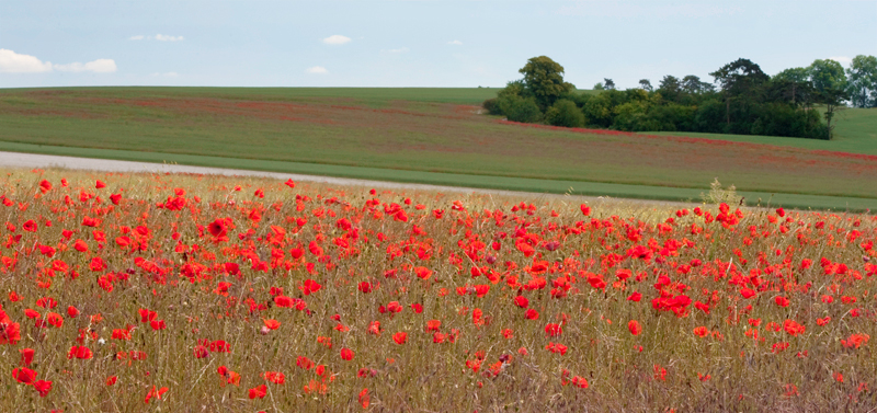 Poppies in full bloom across the Battlefields of the Somme lt Getting There - photo 7