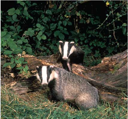 Eurasian badgers Meles meles H Clark B ADGER IS A NEW DEPARTURE for the - photo 1