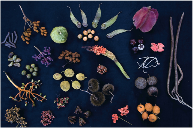 Plate 1 Assortment of rainforest fruits from Barro Colorado Island Republic - photo 3