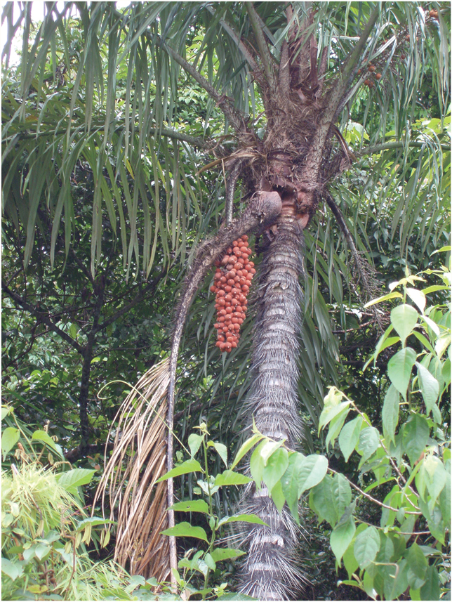 Plate 2 The palm Astrocaryum standleyanum in the rainforest of Barro Colorado - photo 4