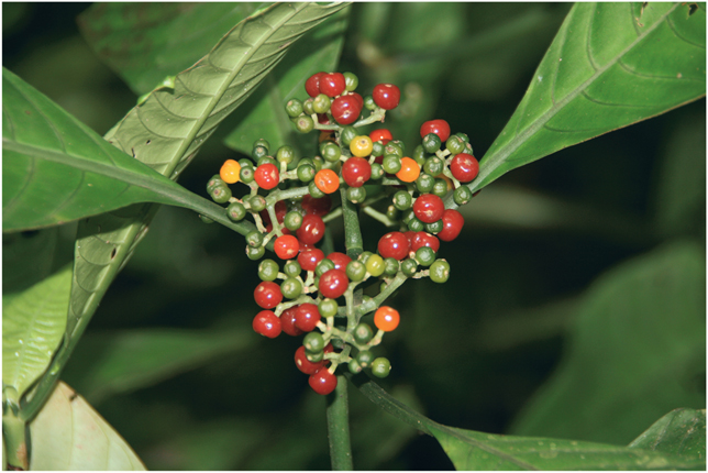 Plate 3 Fruits of varying ripeness on an infructescence of the rubiaceous - photo 5