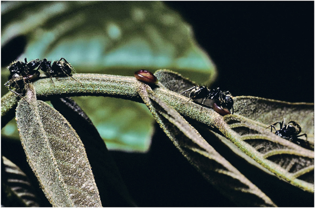 Plate 4 Extrafloral nectary in center on a Neotropical shrub Inga sp - photo 6