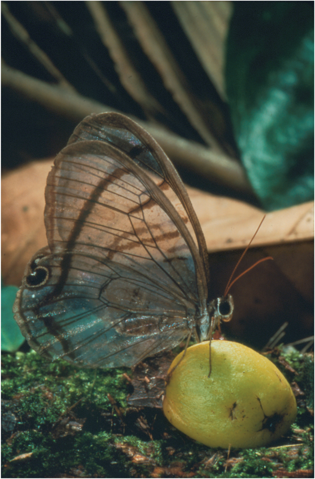 Plate 5 A Neotropical fruit-feeding butterfly Dulcedo polita feeding on a - photo 7