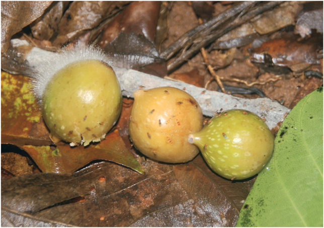 Plate 6 Fruit flies on naturally fallen figs Ficus insipida on Barro - photo 8