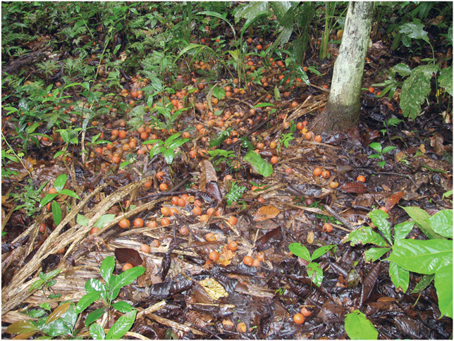 Plate 7 Ripe fruits of Astrocaryum standleyanum on the forest floor Barro - photo 9