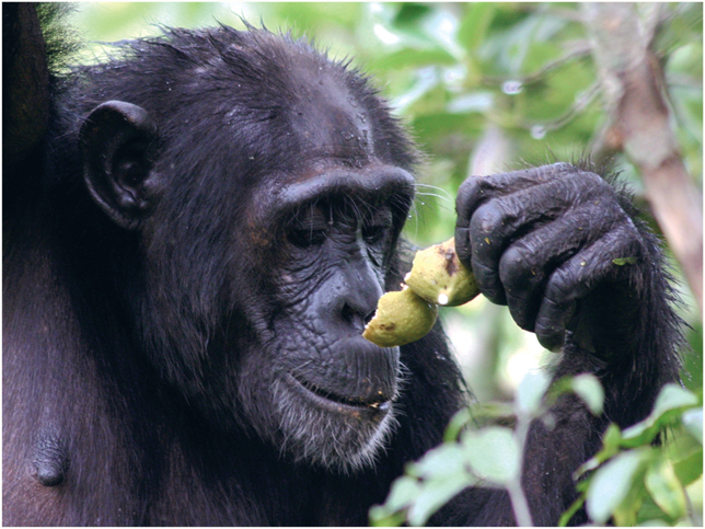 Plate 8 An eastern chimpanzee Pan troglodytes schweinfurthii smelling fig - photo 10